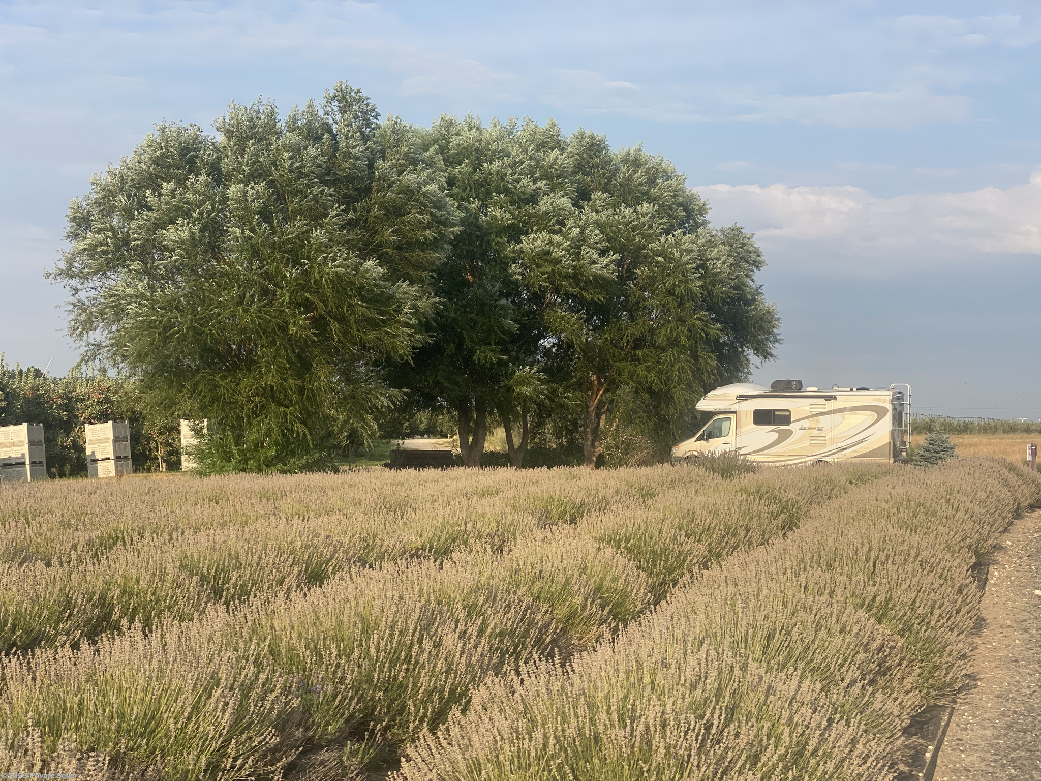 Boondocking at a Lavender Farm in Washington
